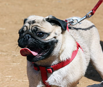 fawn pug with red leash thumbnail
