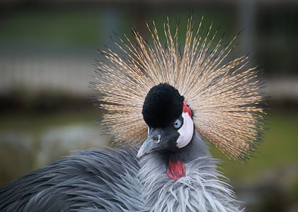 gray bird thumbnail
