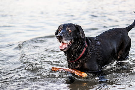 black Labrador retriever on body of water with a stick thumbnail