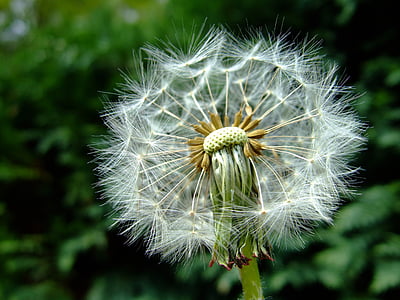 selective focus photography of dandelion flowers thumbnail
