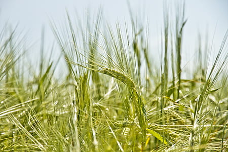 green leafed plant at daytime thumbnail