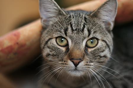 close-up photo of brown tabby cat thumbnail
