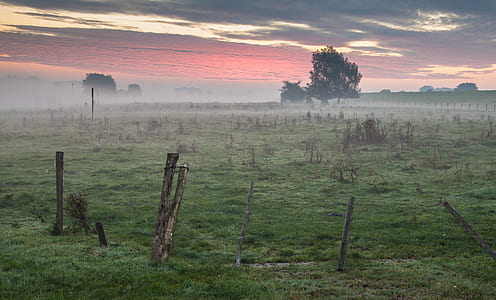 photography of green tree at daytime thumbnail