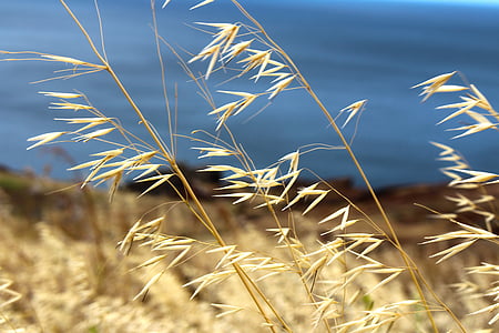 selective focus photography of brown grass thumbnail