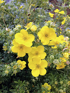 Potentilla Fruticosa, Finger Shrub thumbnail