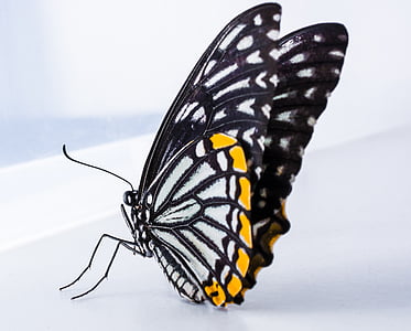 closeup photography of black and white butterfly on white surface thumbnail