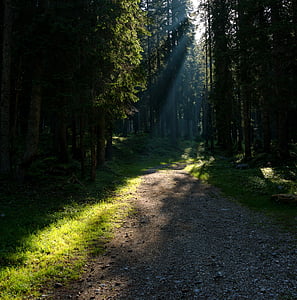 landscape photography of woods thumbnail