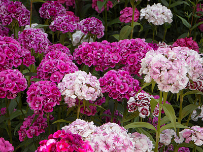 Pussy Toes Everlasting, Sea Of Flowers thumbnail