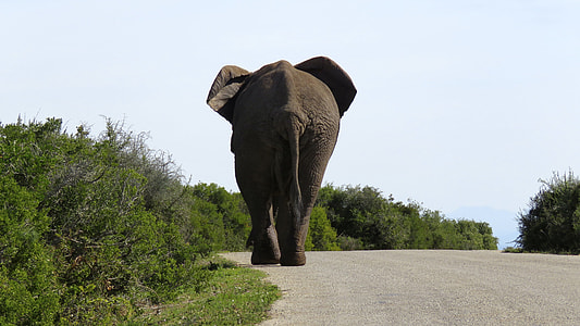 black elephant on road beside a grass thumbnail