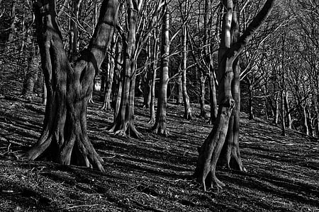 grayscale photography of bare trees thumbnail