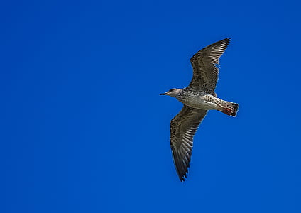 White and Grey Bird Flying during Day Time thumbnail