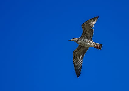 gray bird flying under blue sky thumbnail
