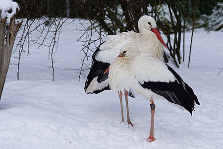 two black-and-white bird on snow field thumbnail