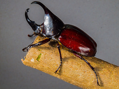 Tropical Beetles, Rhinoceros Beetle thumbnail