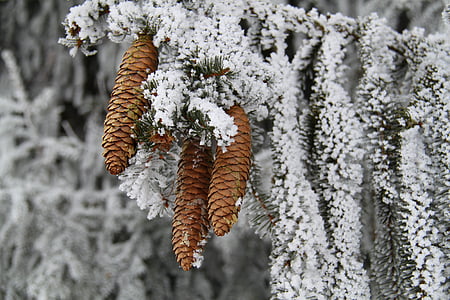 low angle photography of pine cones on tree thumbnail