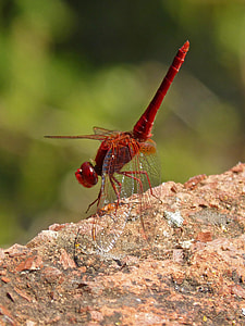 Erythraea Crocothemis, Red Dragonfly thumbnail