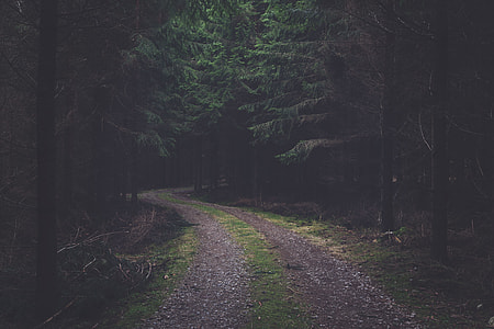 narrow road in the middle of the forest thumbnail