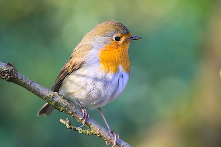 yellow, white, and brown bird on tree branch thumbnail
