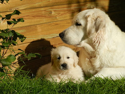 light golden retriever with puppy near brown wooden fence on green grass during daytime thumbnail
