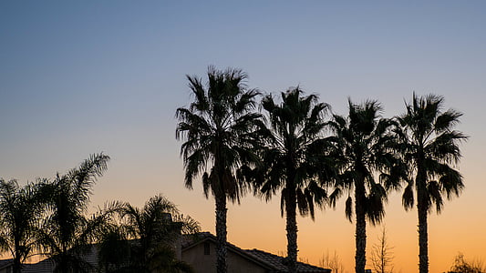 silhouette photo of palm trees thumbnail