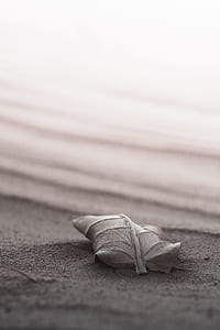 grayscale photograph of leaf thumbnail