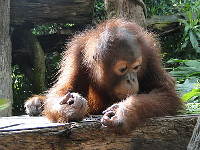 brown chimpanzee lying on tree trunk thumbnail