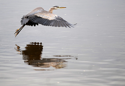 gray heron flying above calm body of water thumbnail