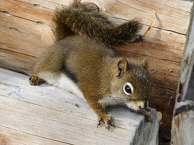 brown squirrel on brown log thumbnail