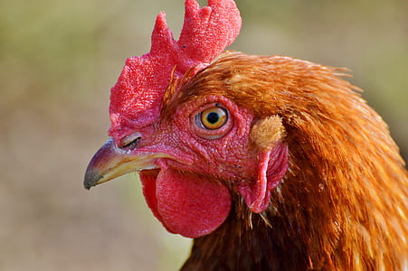 closeup photo of brown hen thumbnail