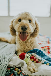goldendoodle puppy on bed inside room thumbnail