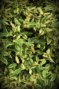 green plants thumbnail