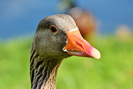 gray goose thumbnail