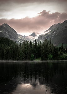 forest near body of water thumbnail