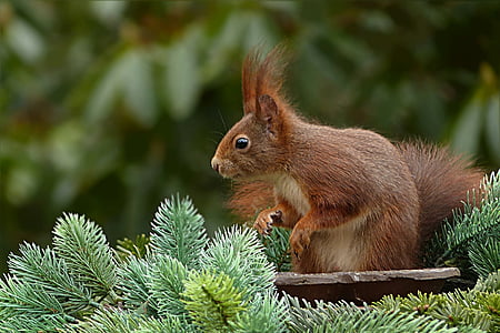 squirrel facing plants thumbnail