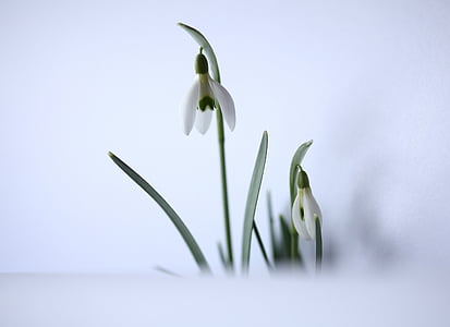 selective focus photo of white snowdrop flowers thumbnail