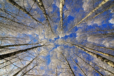 low angle photography of tall trees under blue sky at daytime thumbnail