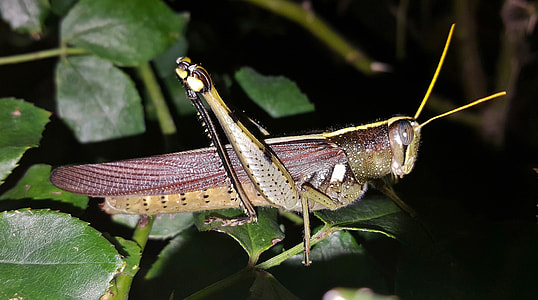 Grasshopper, Spotted Bird Grasshopper thumbnail