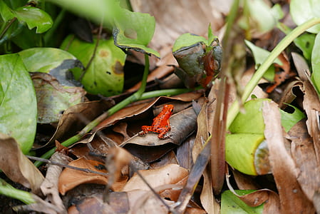 red frog on dried leaf thumbnail
