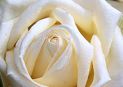macro photography of white rose flower thumbnail