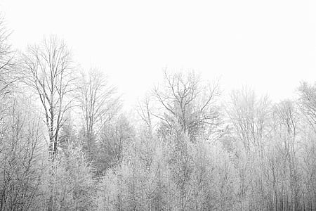 gray leaf trees thumbnail