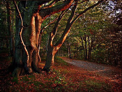 landscape photography of green leaf trees thumbnail