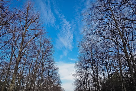 sky, clouds, forest, trees thumbnail