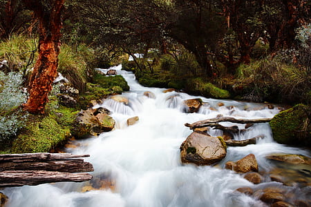 timelapse photo of river in the middle of the woods thumbnail