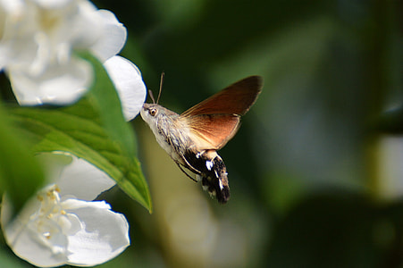 brown and black hummingbird wasp perched on white flower thumbnail