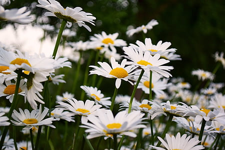 bed of white daisies thumbnail