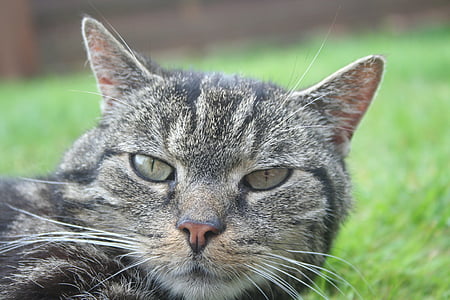 silver tabby cat on grass field thumbnail