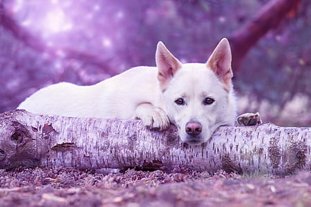 medium short-coated white dog lying on ground thumbnail