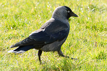 black feather bird on green grass during daytime thumbnail