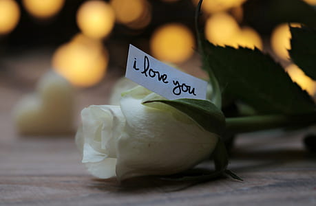 shallow photography of a white rose thumbnail