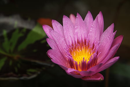 closeup photography of pink waterlily thumbnail